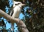 crowdy-national-park 062